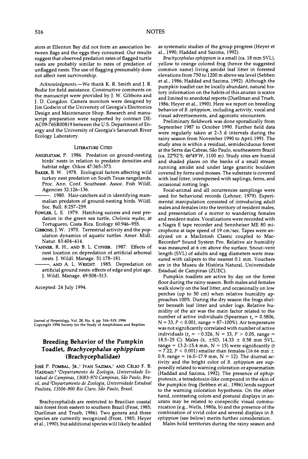 Breeding Behavior of the Pumpkin Toadlet, Brachycephalus Ephippium