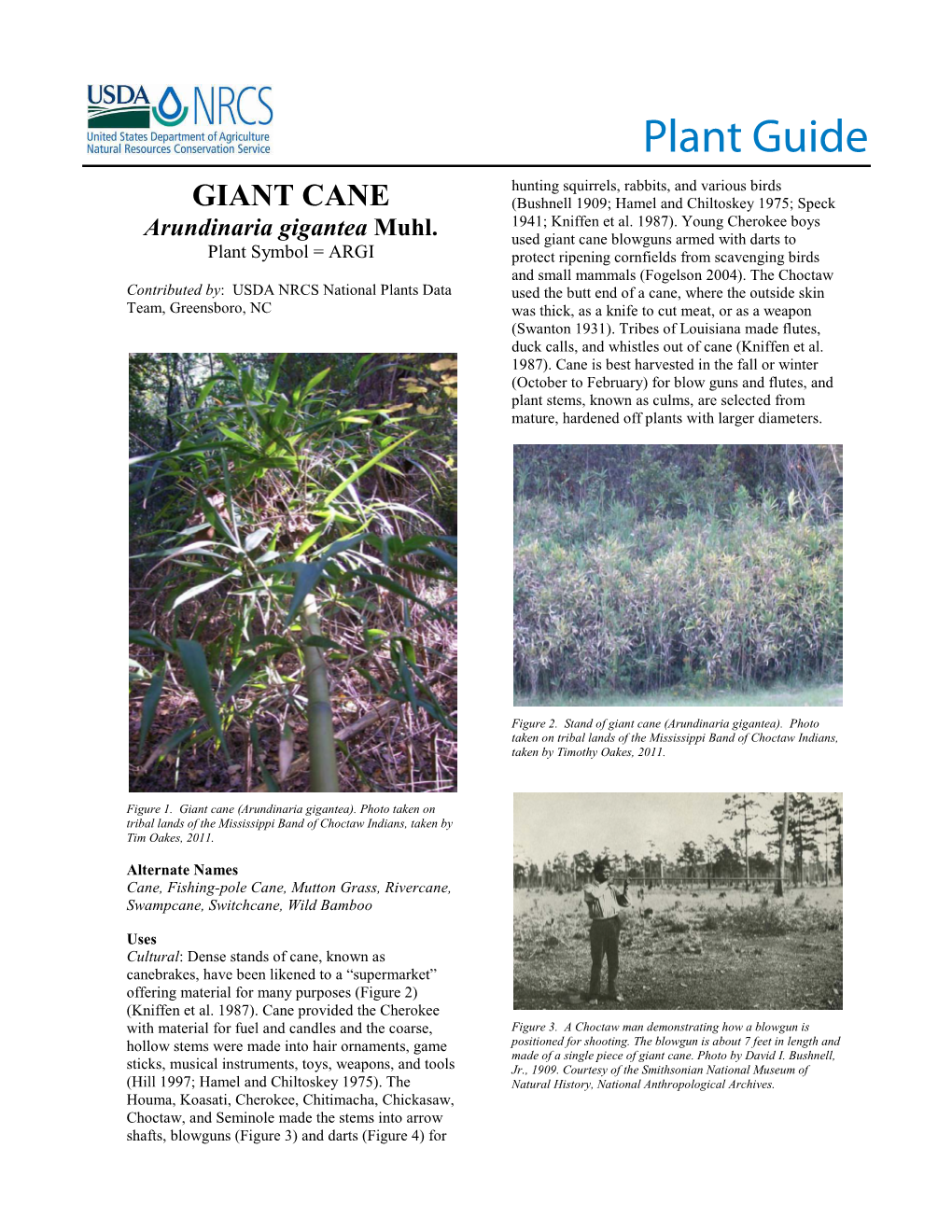 Giant Cane (Arundinaria Gigantea) Plant Guide
