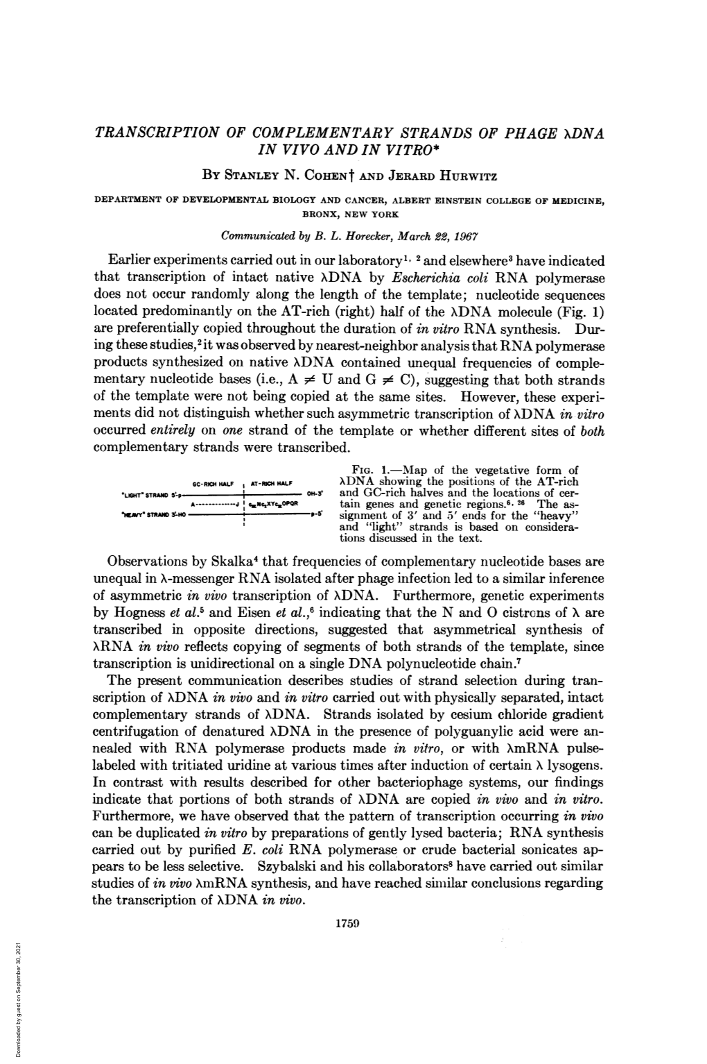 RNA Synthesis