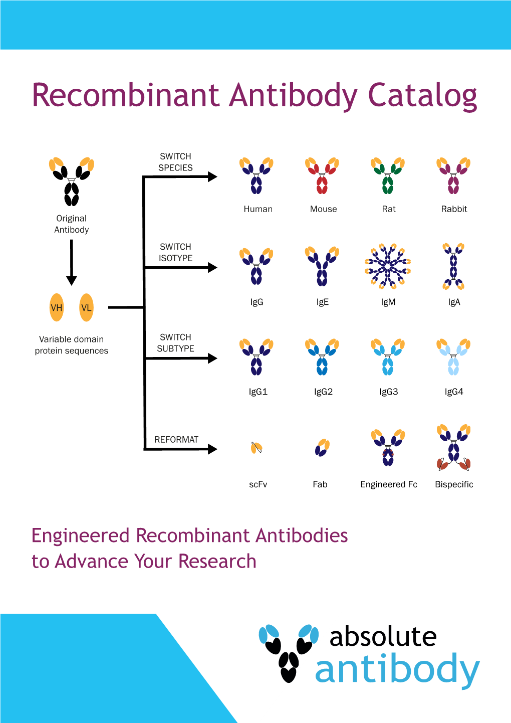 Recombinant Antibody Catalog