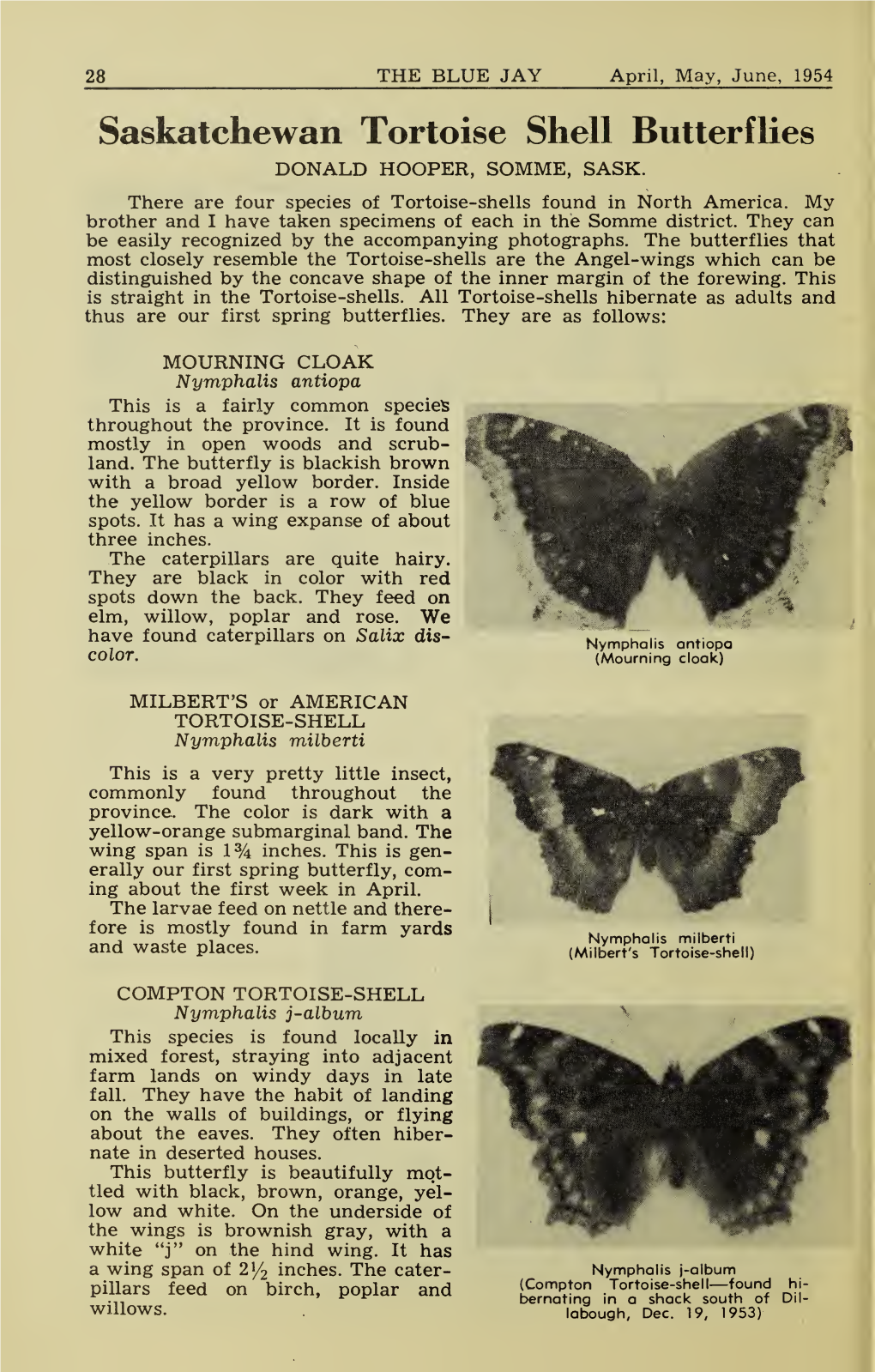 Saskatchewan Tortoise Shell Butterflies DONALD HOOPER, SOMME, SASK