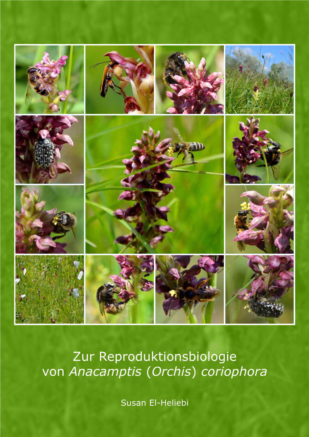 Zur Reproduktionsbiologie Von Anacamptis (Orchis) Coriophora