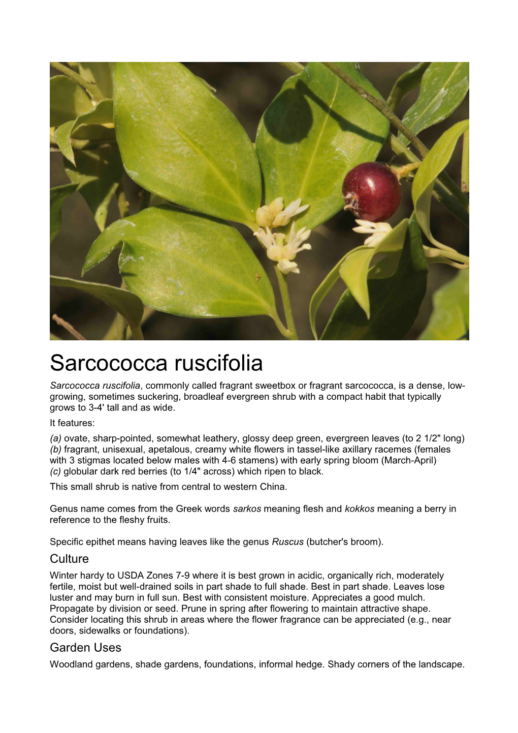 Sarcococca Ruscifolia