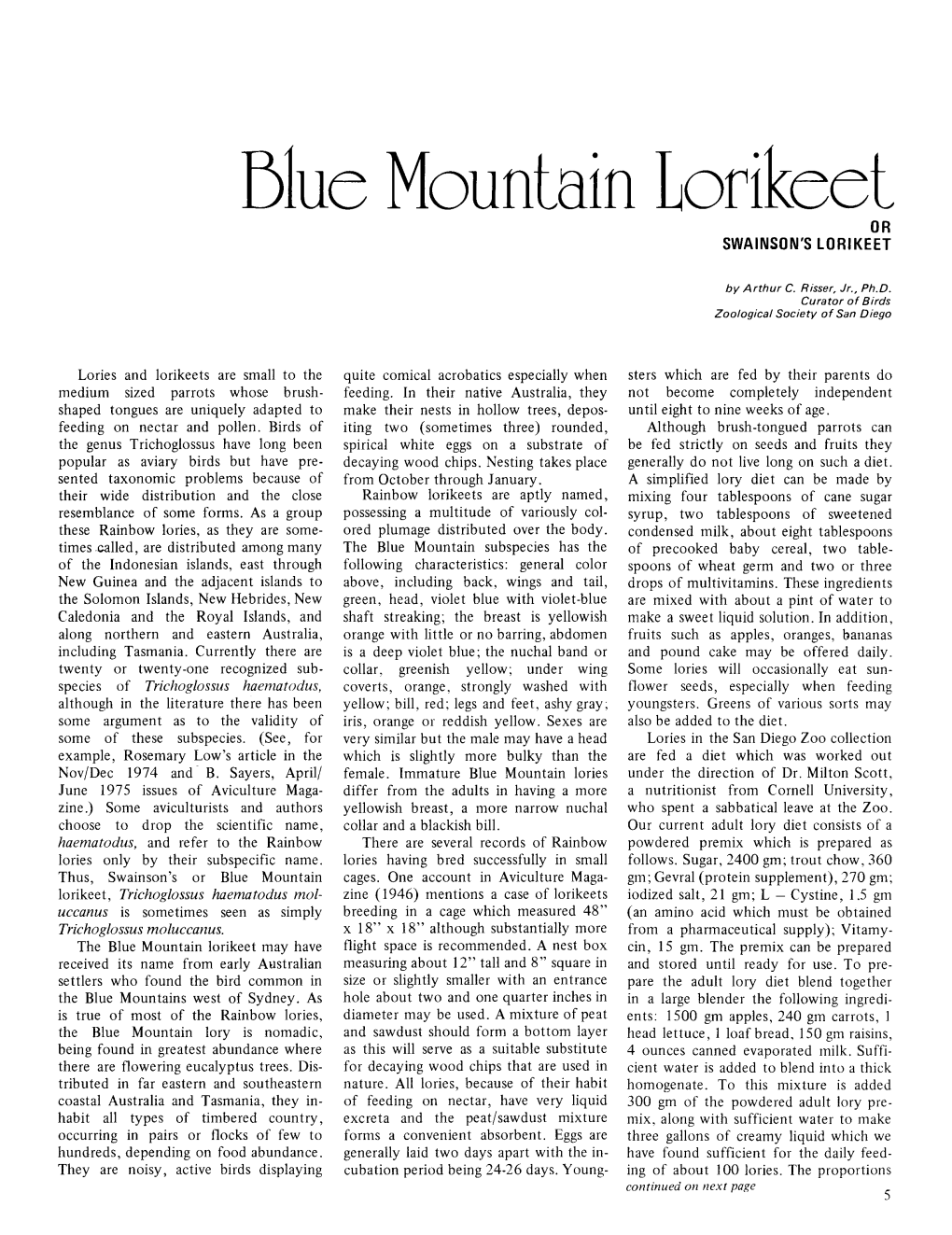 Blue Mountain Lorikeet OR SWAINSON's LORIKEET