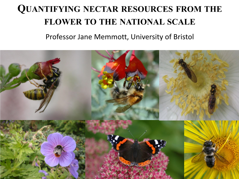 Quantifying Nectar Resources from the Flower to the National Scale