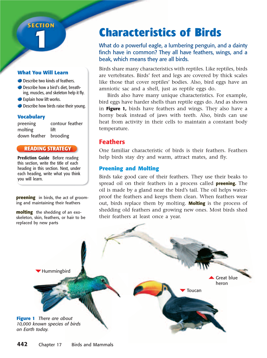 Characteristics of Birds