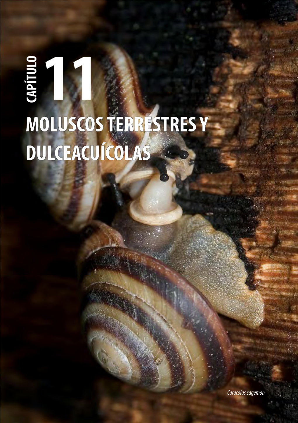 Moluscos Terrestres Y Dulceacuícolas