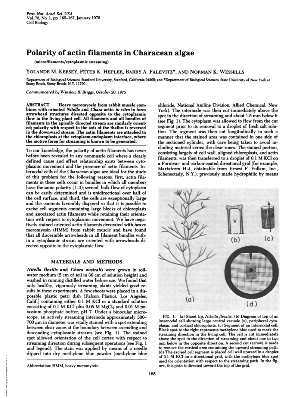 Polarity of Actin Filaments in Characean Algae (Microfilaments/Cytoplasmic Streaming) YOLANDE M