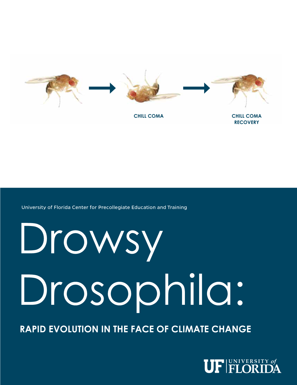 Drowsy Drosophila