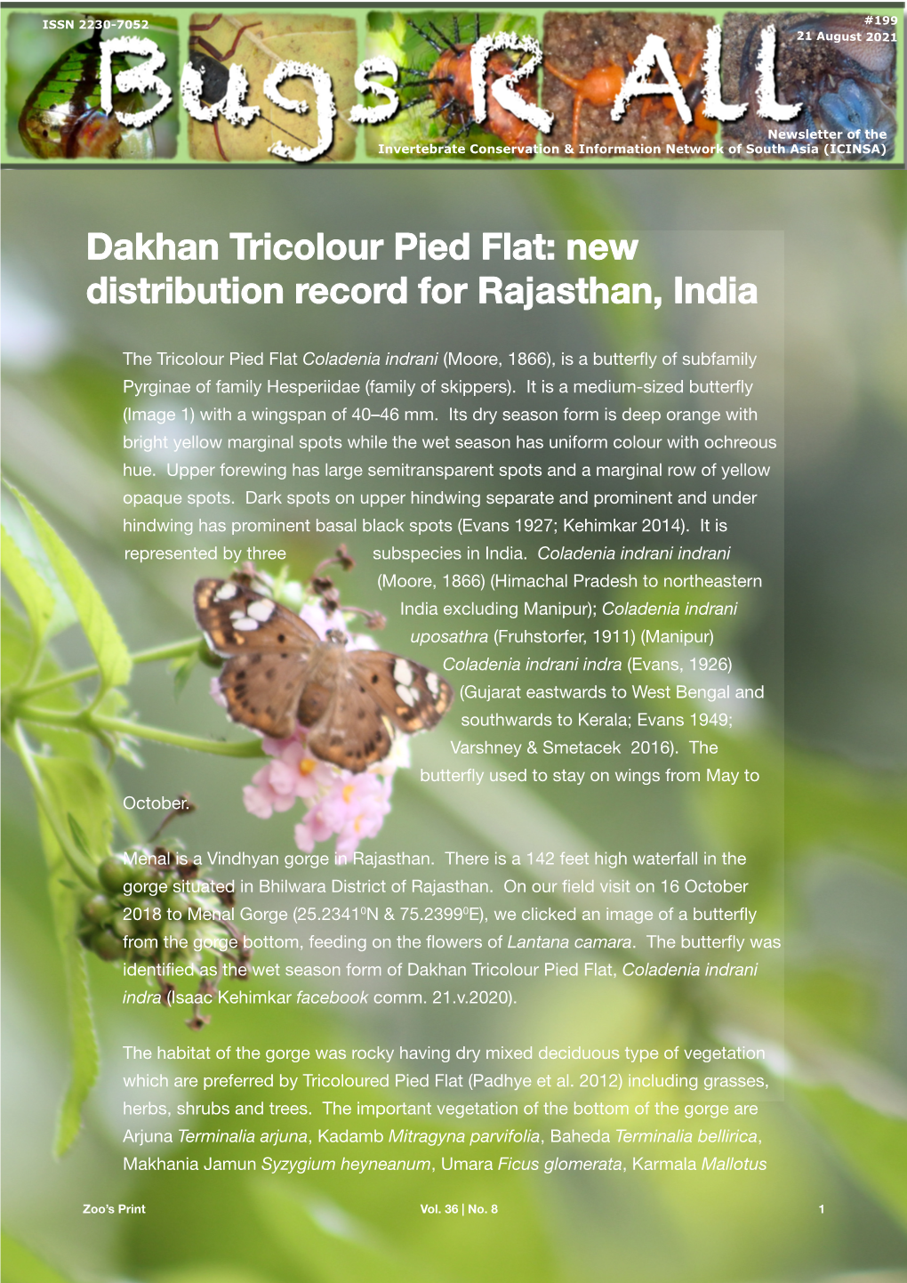 Dakhan Tricolour Pied Flat: New Distribution Record for Rajasthan, India