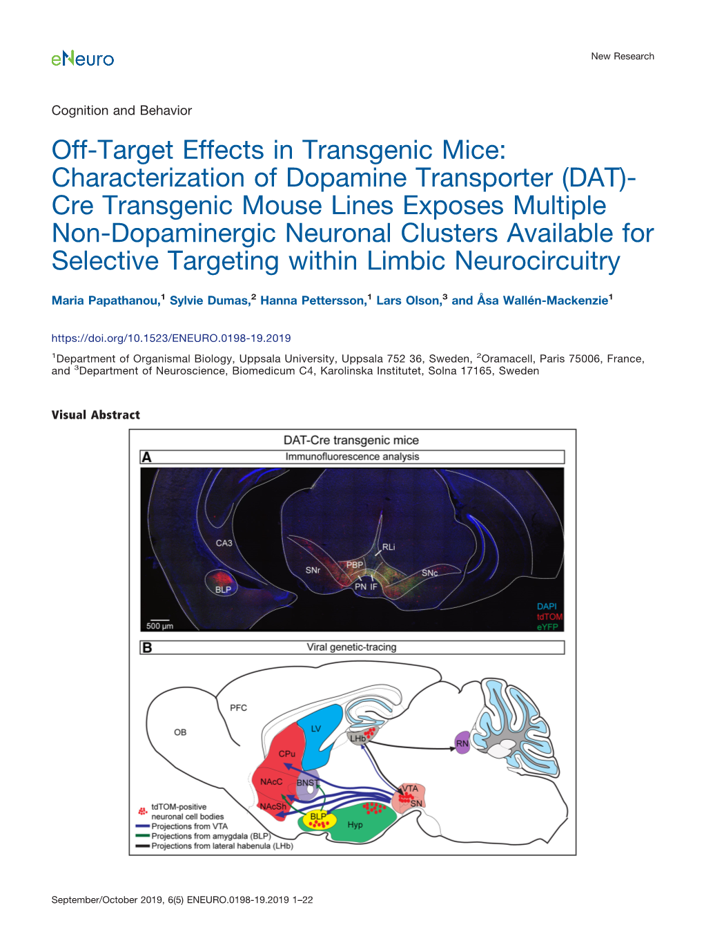 (DAT)-Cre Transgenic Mouse Lines Exposes Multipl