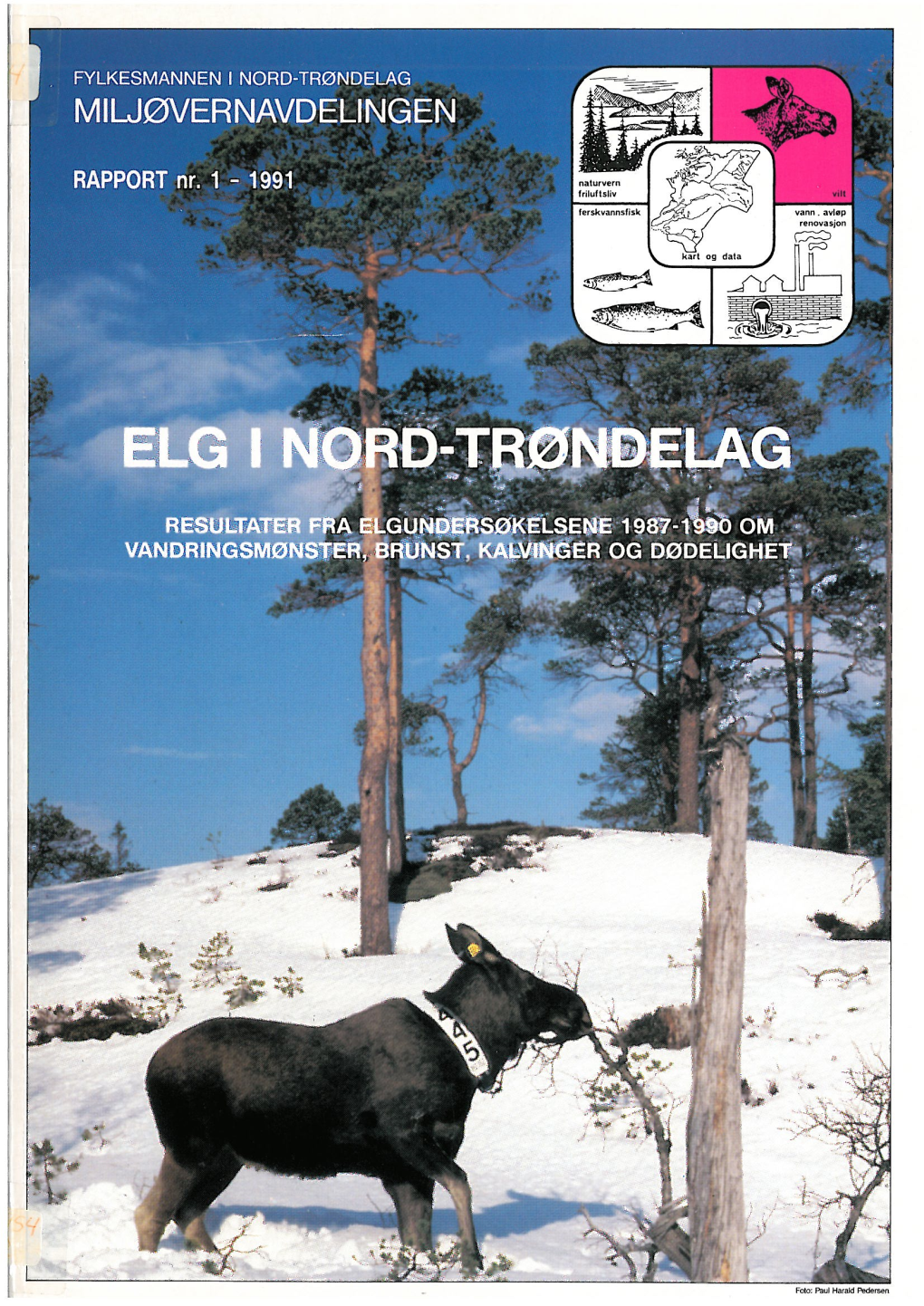 Elg I Nord-Trøndelag