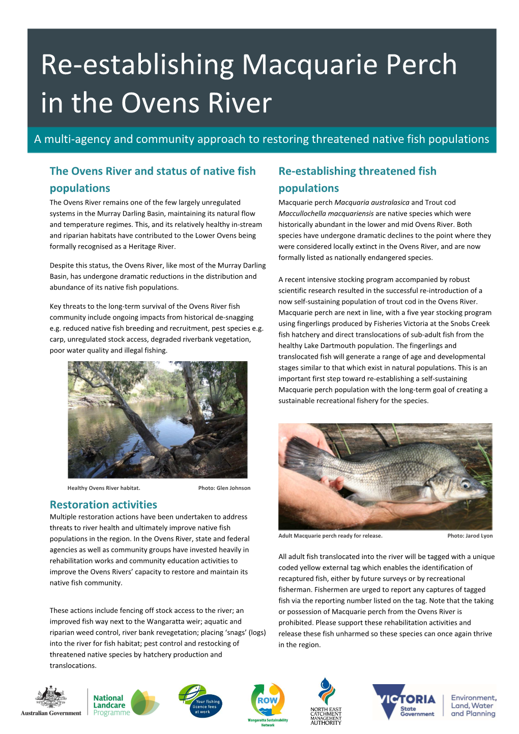 Re-Establishing Macquarie Perch in the Ovens River