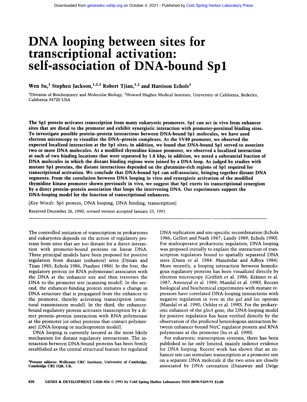 DNA Looping Between Sites for Transcriptional Activation: Self-Association of DNA-Bound Spl
