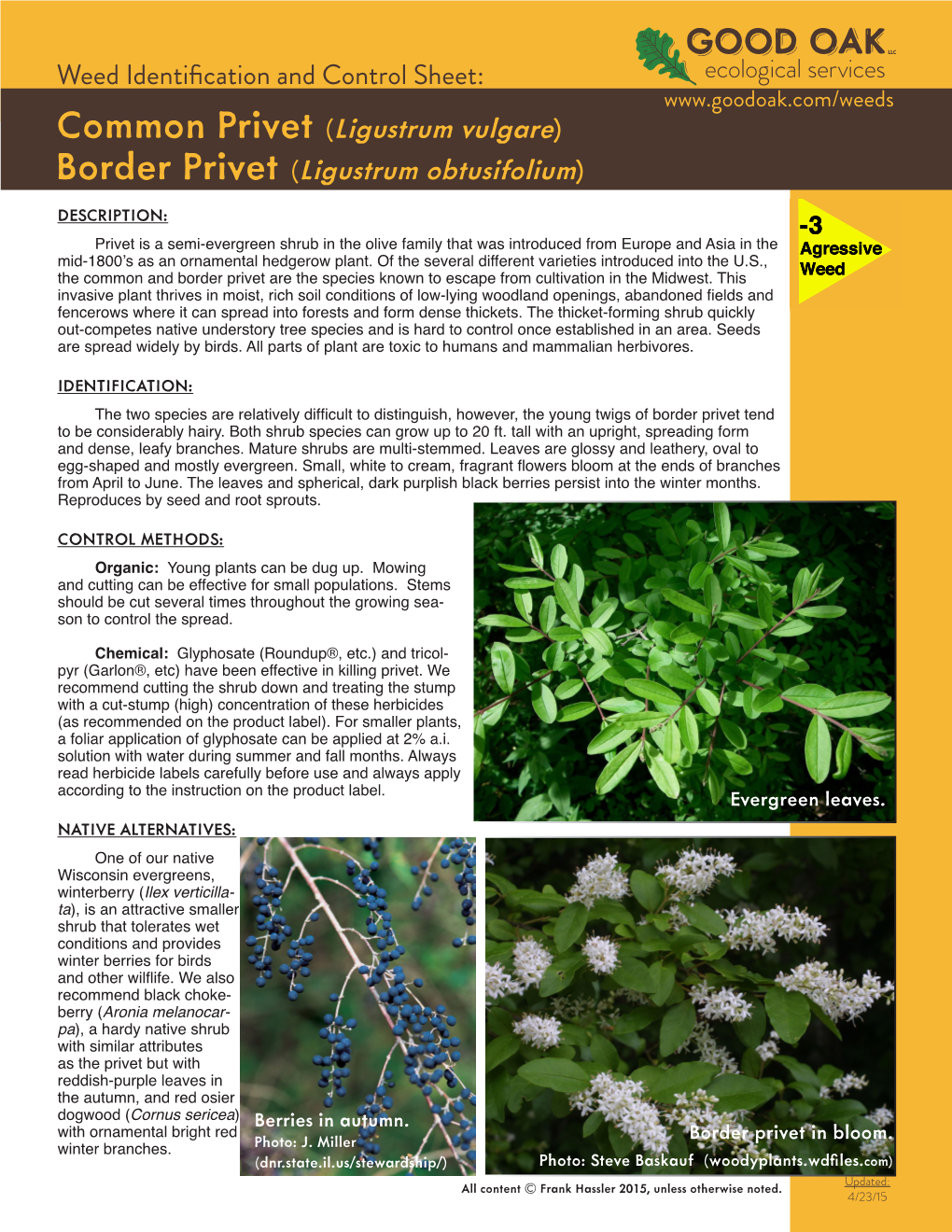 Common Privet (Ligustrum Vulgare) Border Privet (Ligustrum Obtusifolium) DESCRIPTION