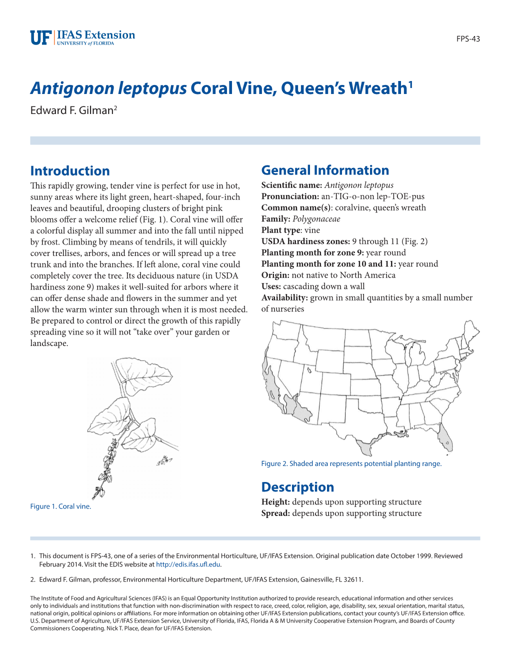 Antigonon Leptopus Coral Vine, Queen's Wreath1