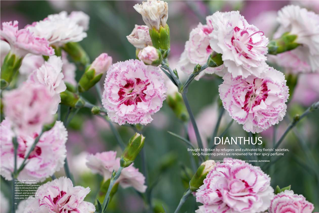 DIANTHUS Brought to Britain by Refugees and Cultivated by Florists’ Societies, Long-Flowering Pinks Are Renowned for Their Spicy Perfume
