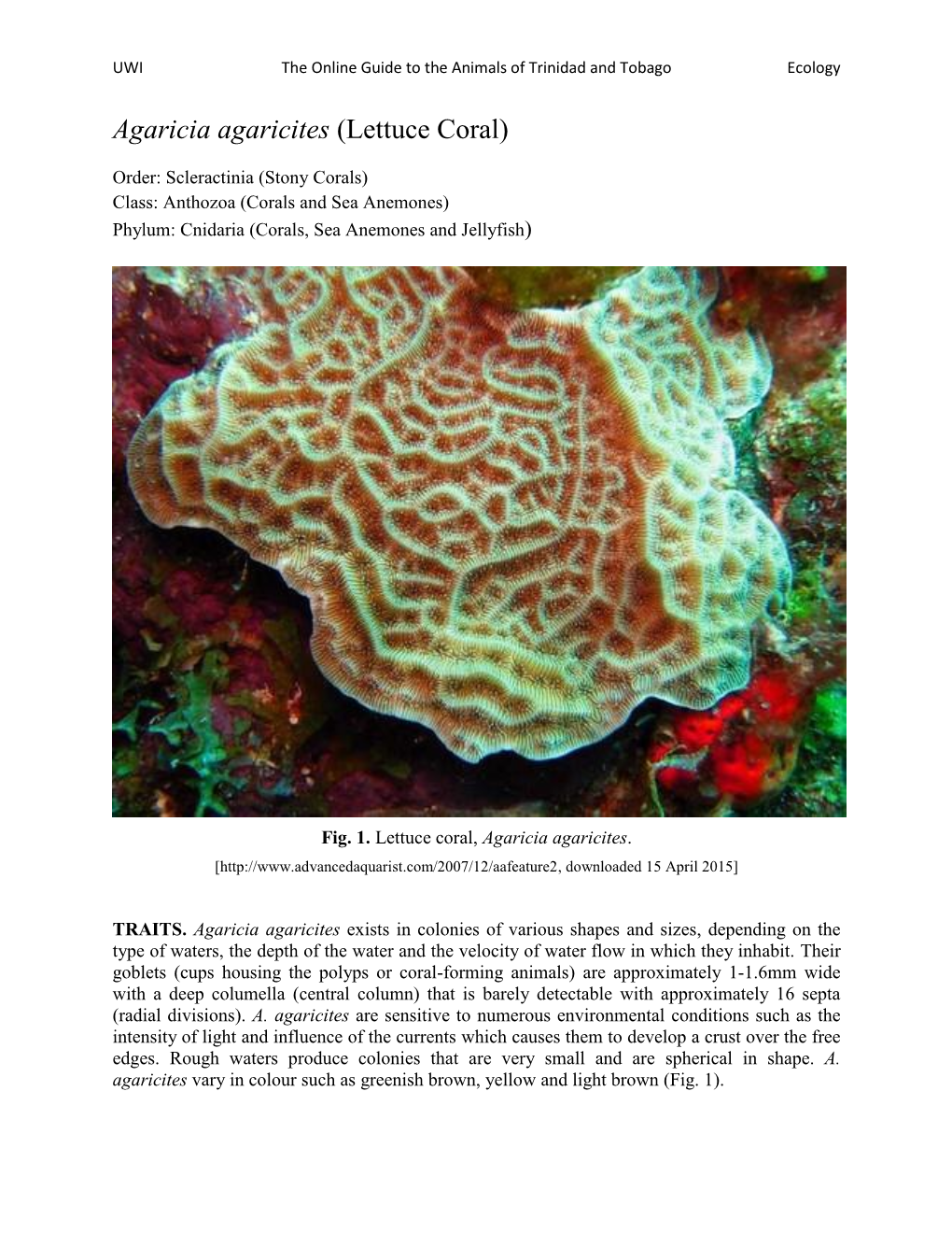 Agaricia Agaricites (Lettuce Coral)