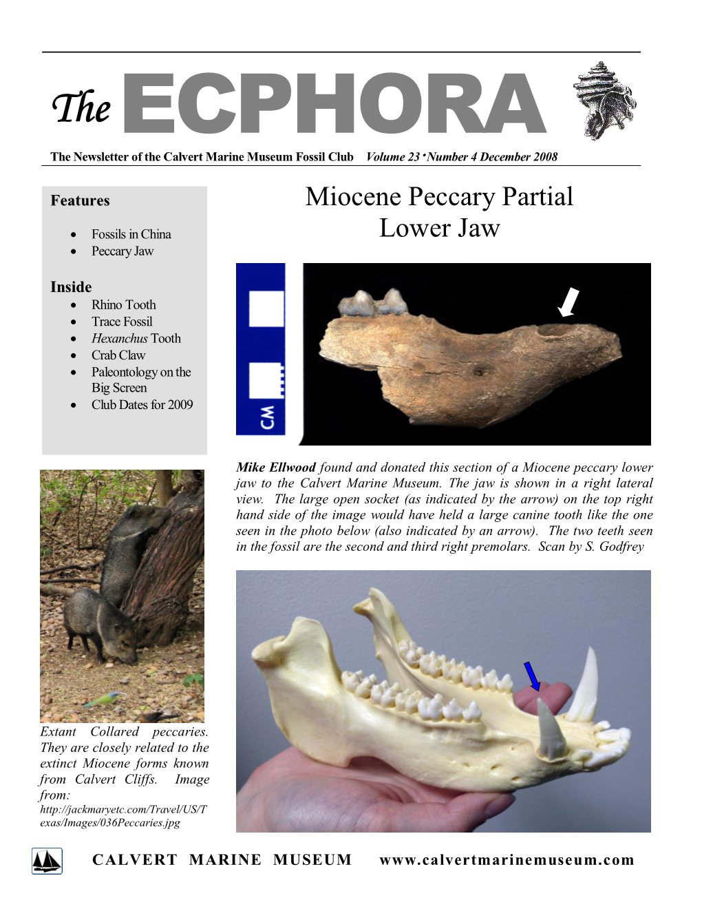 Miocene Peccary Partial Lower