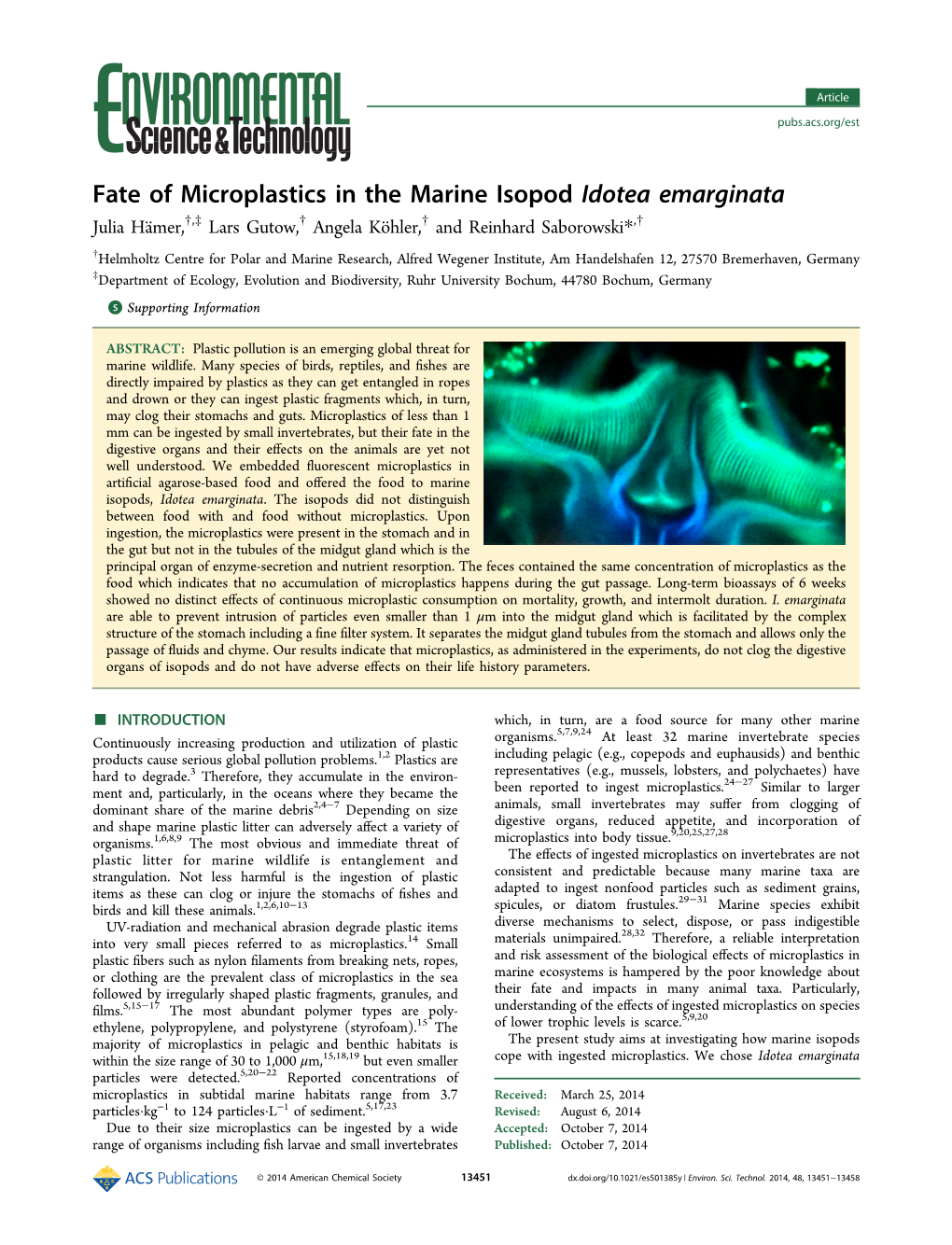 Fate of Microplastics in the Marine Isopod Idotea Emarginata