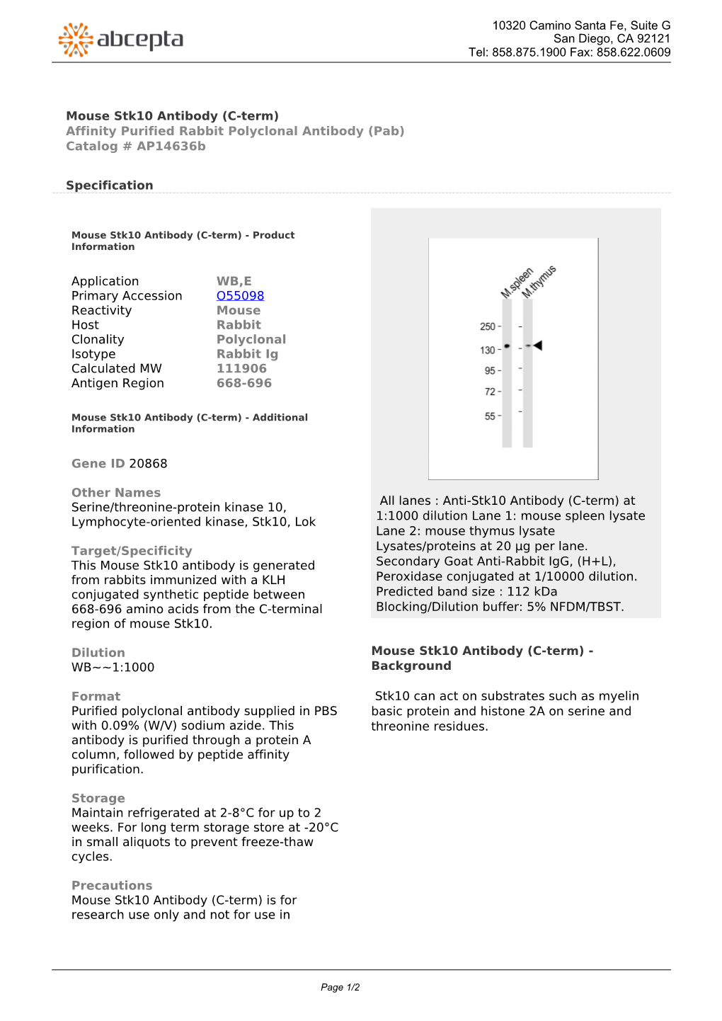 Mouse Stk10 Antibody (C-Term) Affinity Purified Rabbit Polyclonal Antibody (Pab) Catalog # Ap14636b