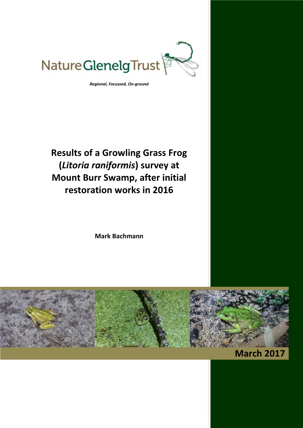(Litoria Raniformis) Survey at Mount Burr Swamp, After Initial Restoration Works in 2016