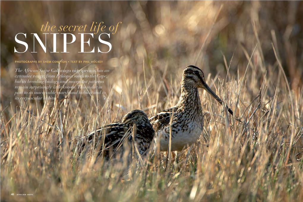 The African Snipe