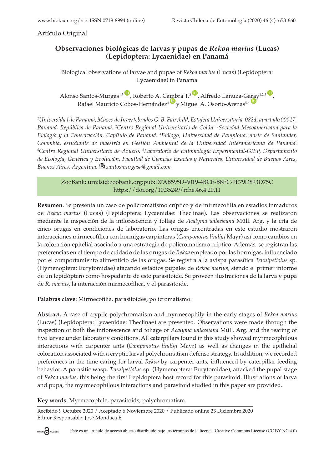 Observaciones Biológicas De Larvas Y Pupas De Rekoa Marius (Lucas) (Lepidoptera: Lycaenidae) En Panamá