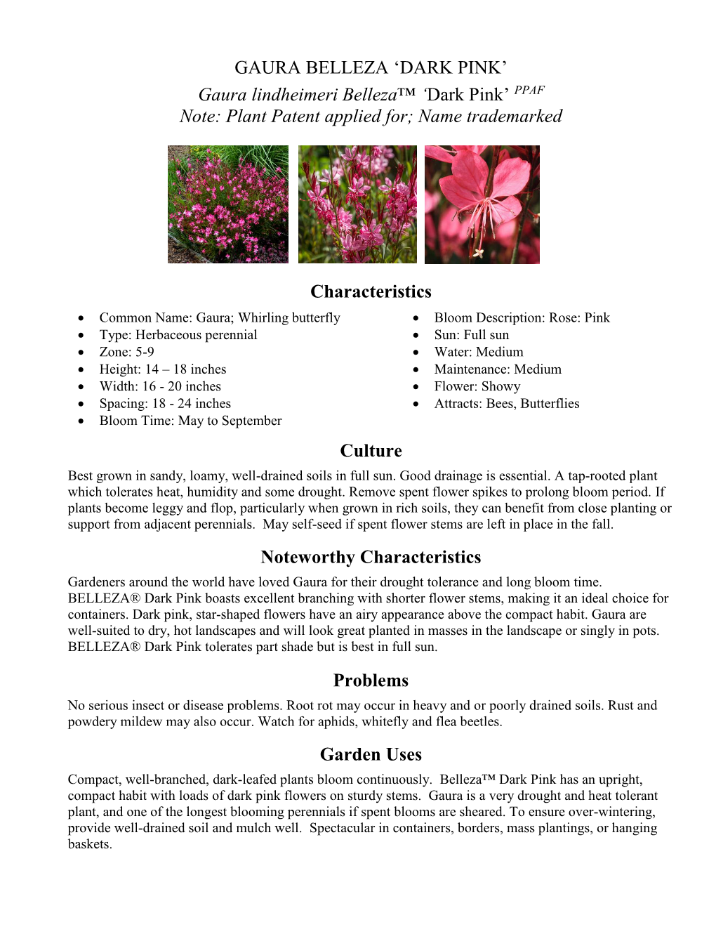 Gaura Lindheimeri Belleza™ 'Dark Pink' PPAF Note: Plant Patent Applied