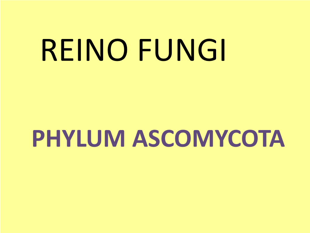 Phylum Ascomycota Reino Fungi