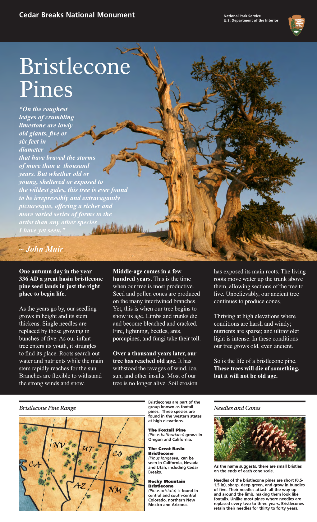 Bristlecone Pine Brochure