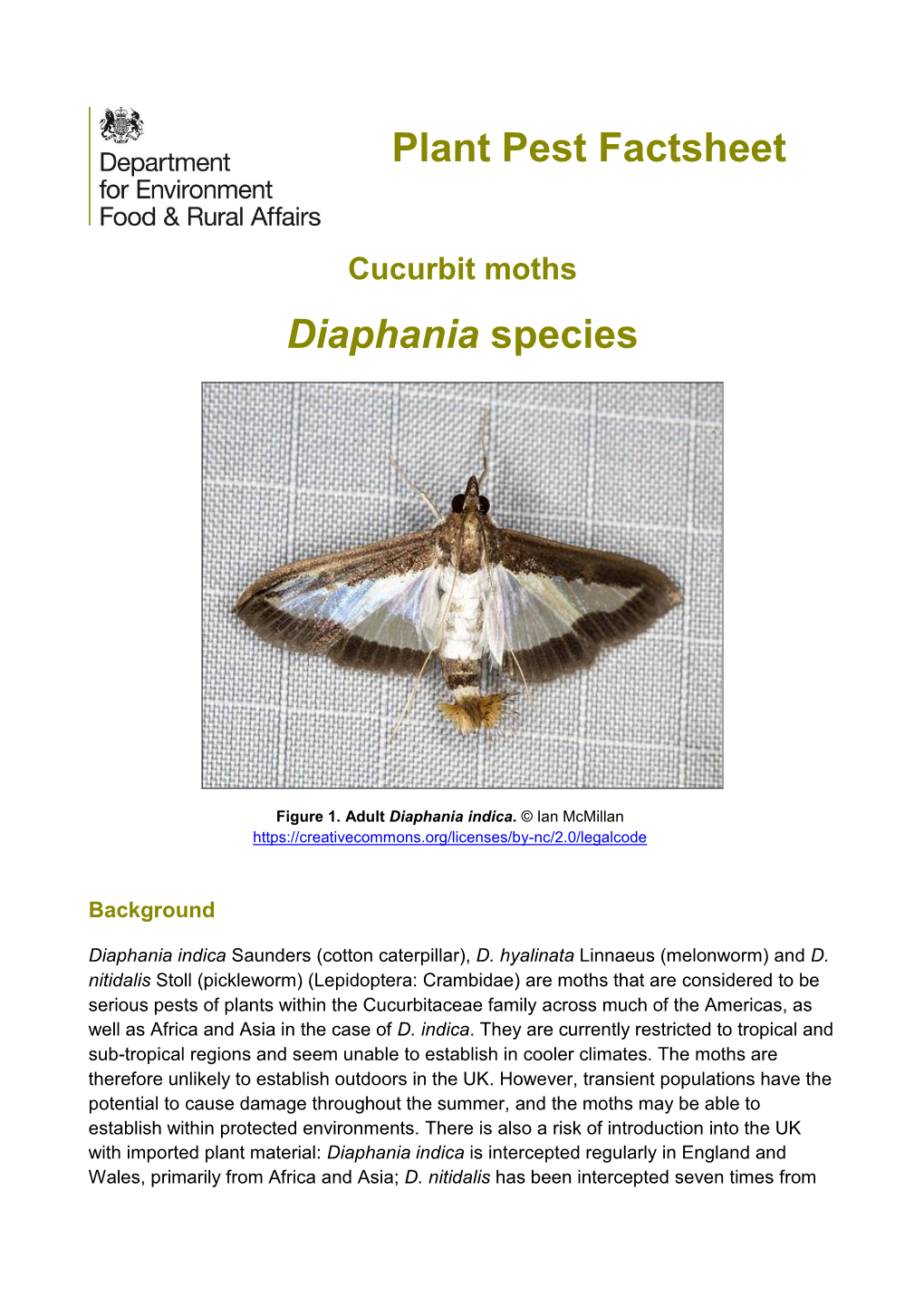 Diaphania Spp. (Indica, Hyalinata, Nitidalis)