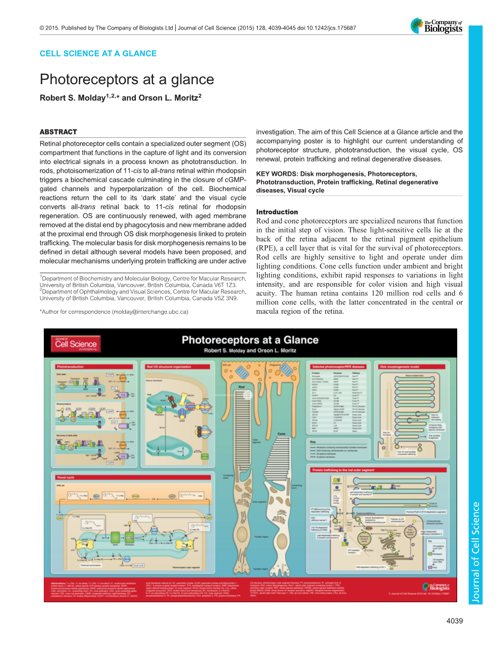 Photoreceptors at a Glance Robert S