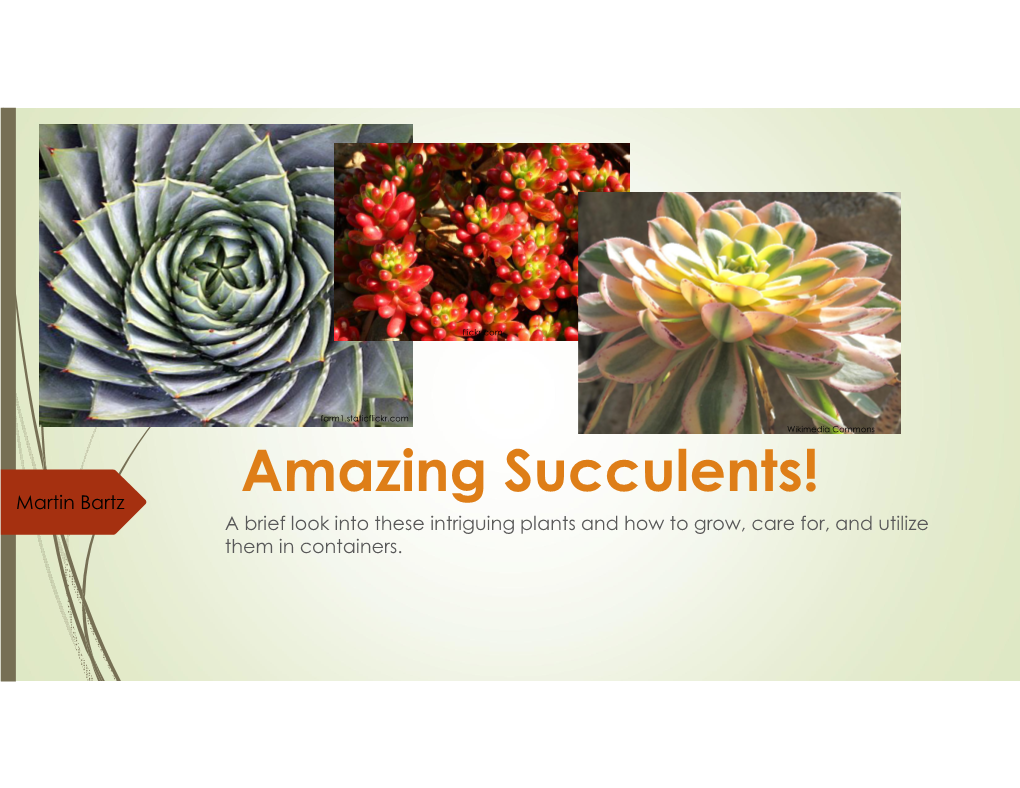 Amazing-Succulents-Martin-Bartz
