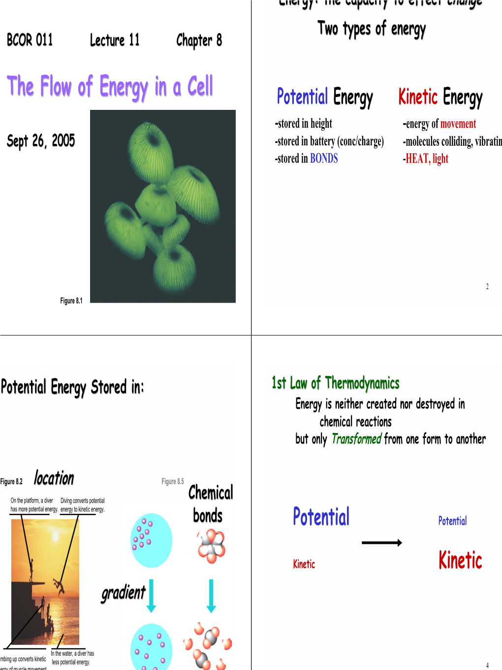 Potential Energy Kinetic Energy