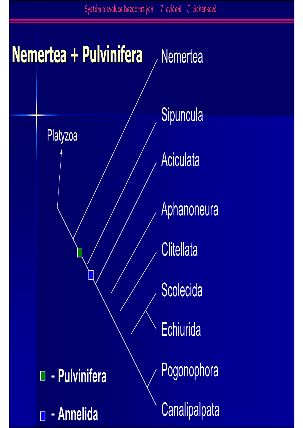 Nemertea + Pulvinifera