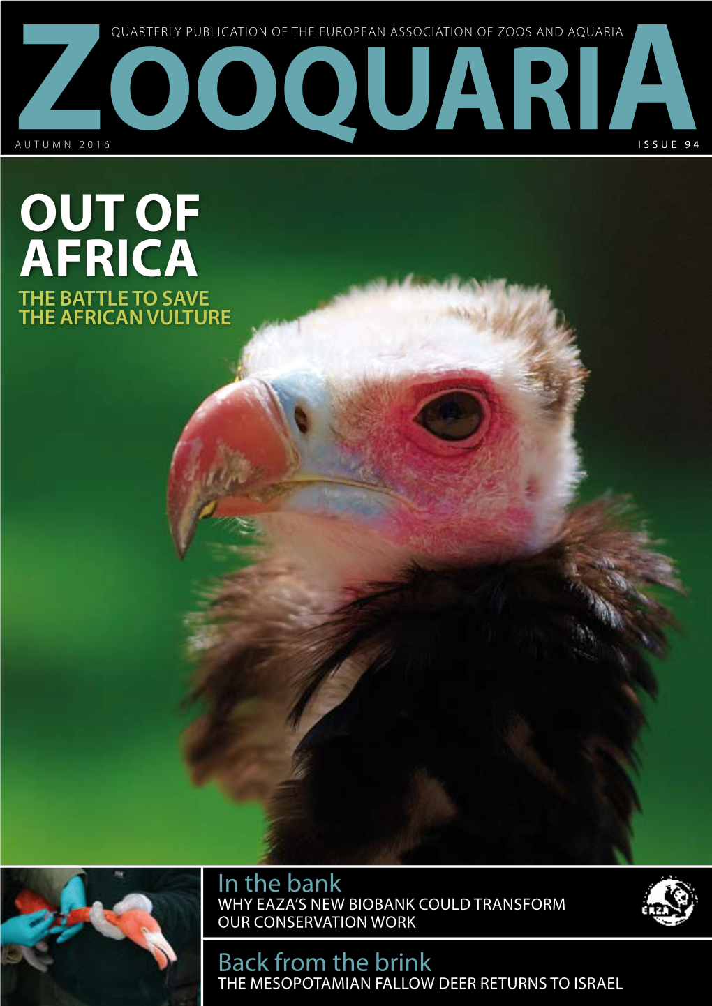 Out of Africa the Battle to Save the African Vulture