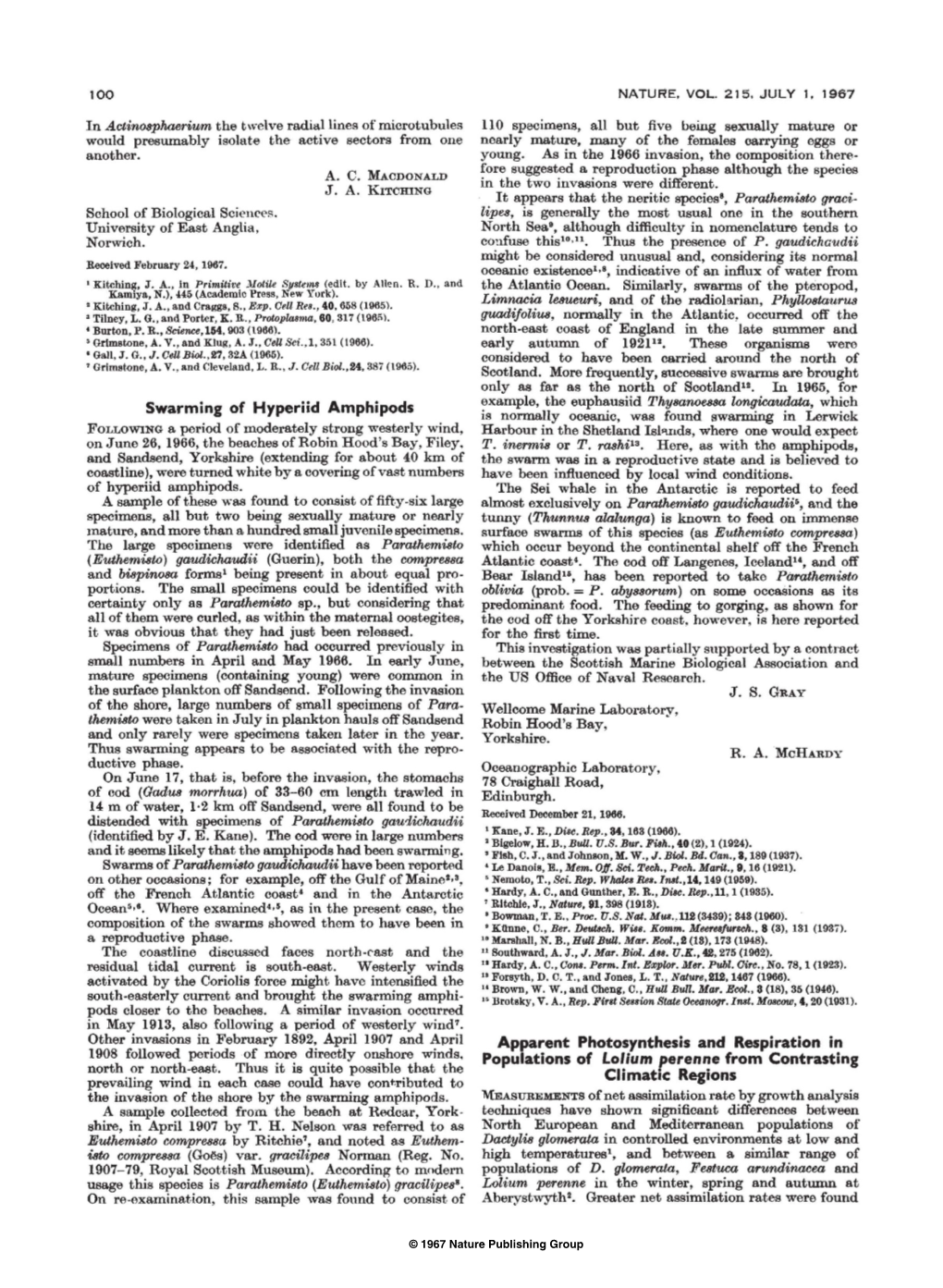 Swarming of Hyperiid Amphipods Apparent Photosynthesis