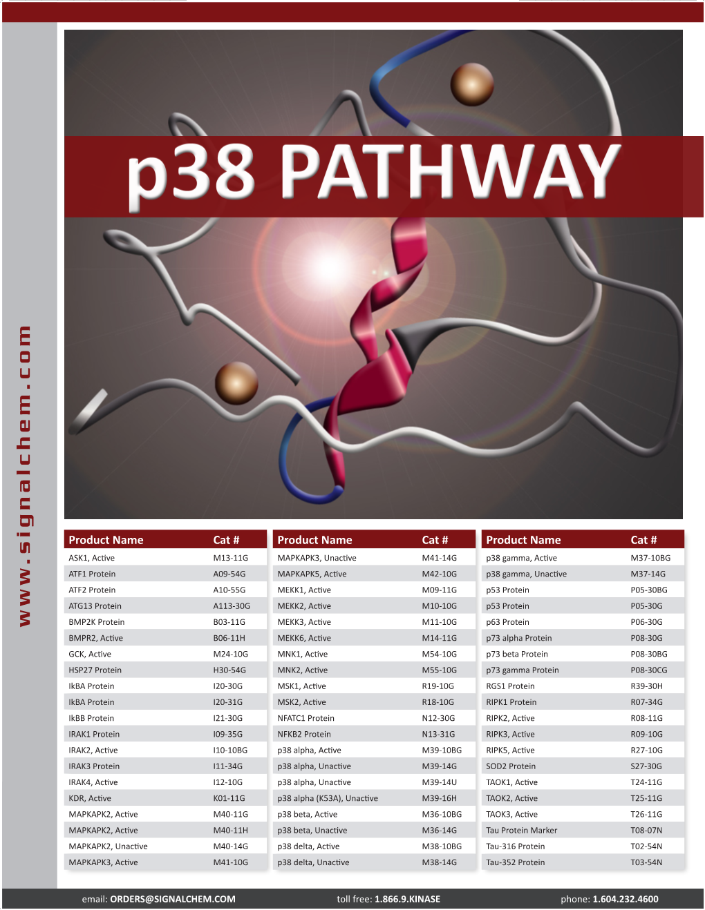 P38 Pathway P38 MAPK Is a Serine/Threonine Kinase Which Was Originally Isolated from Lipopolysaccharide (LPS) Stimulated Monocytes