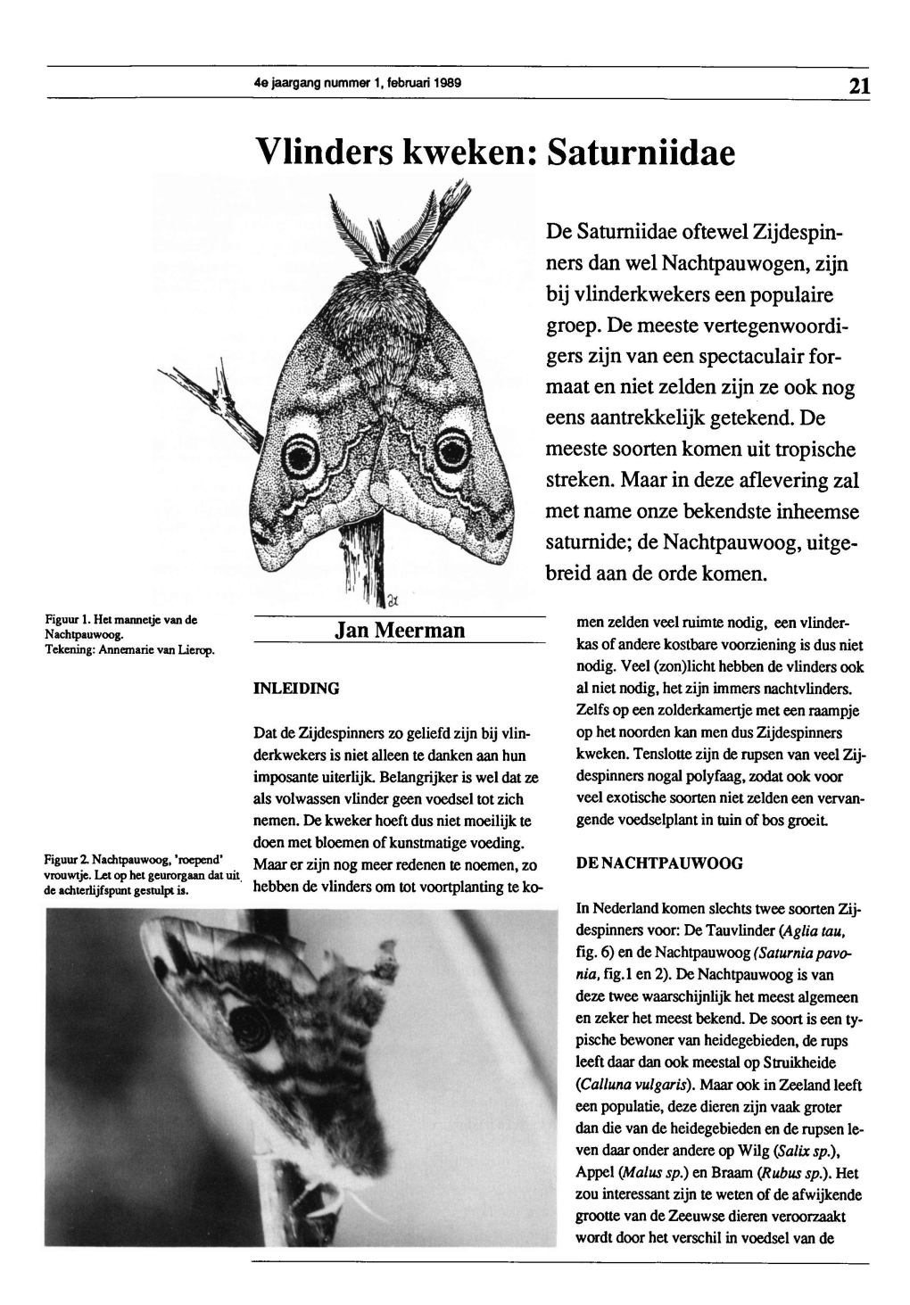 Vlinders Kweken: Saturniidae