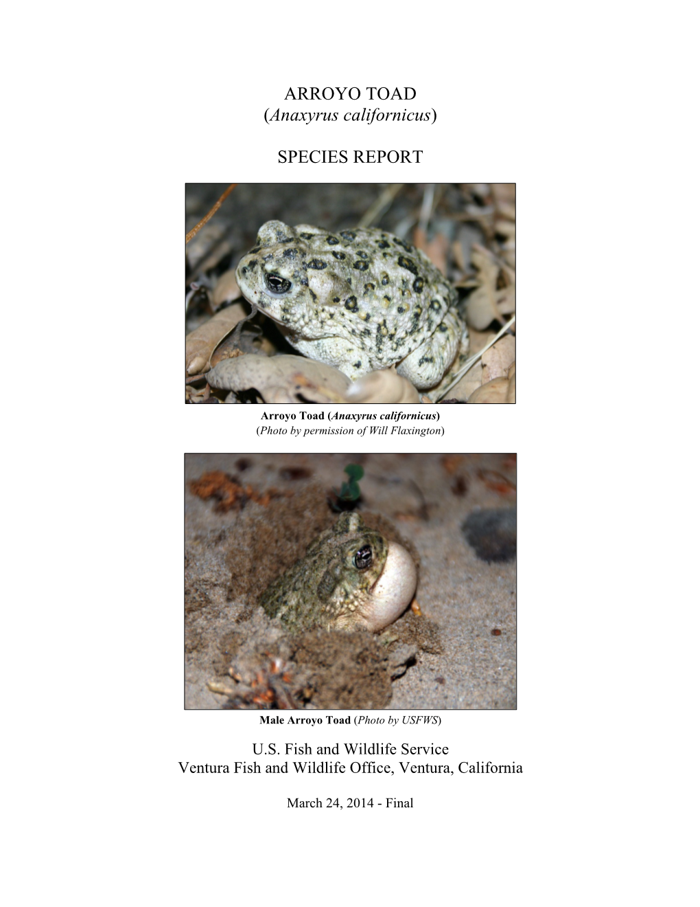 ARROYO TOAD (Anaxyrus Californicus)