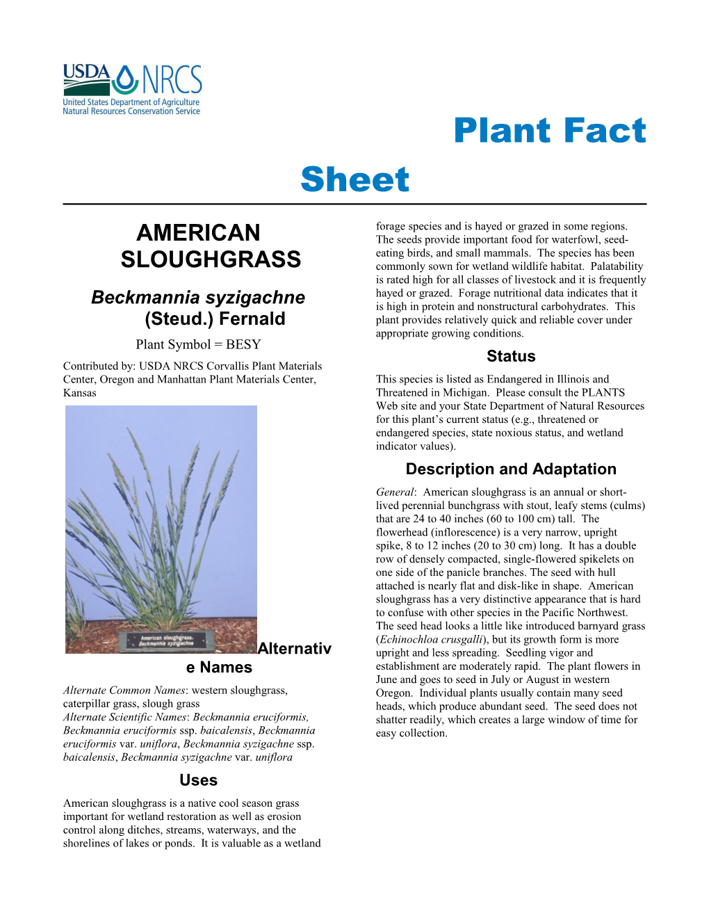 Plant Fact Sheet for American Sloughgrass (Beckmannia Syzigachne)