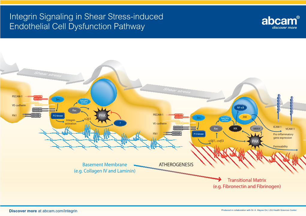 Integrin Signaling Card