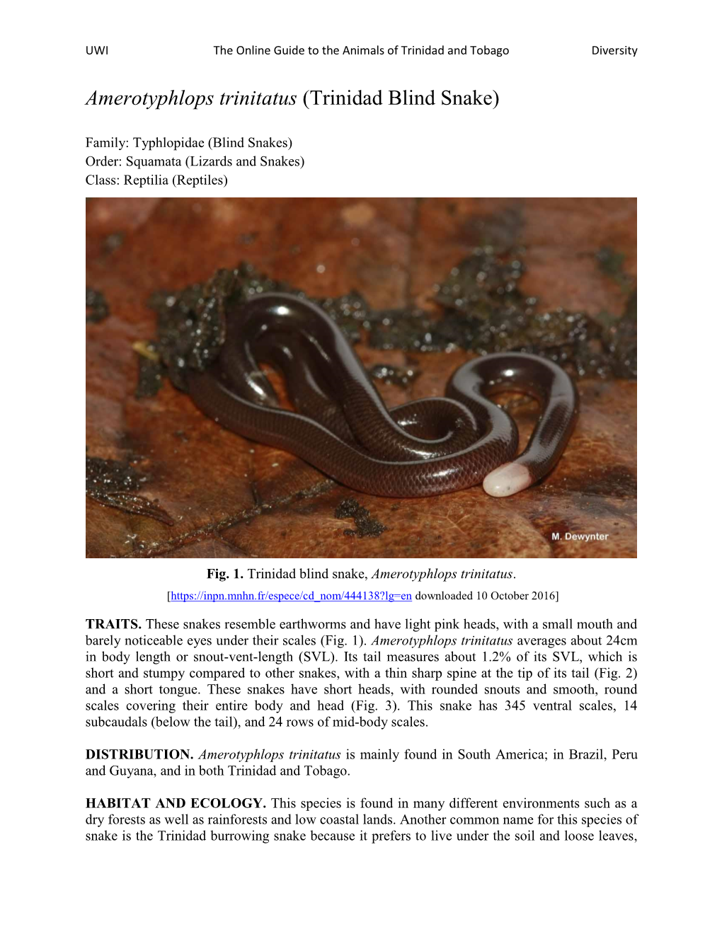 Amerotyphlops Trinitatus (Trinidad Blind Snake)