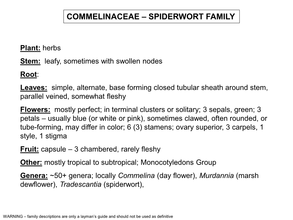 Commelinaceae – Spiderwort Family