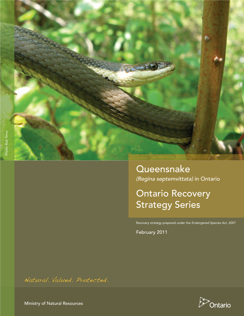 Queensnake (Regina Septemvittata) in Ontario Ontario Recovery Strategy Series