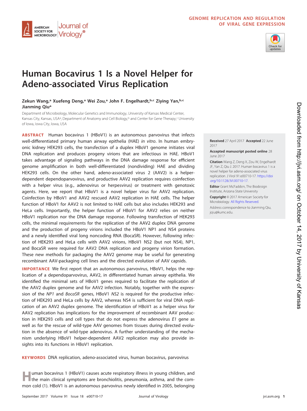 Human Bocavirus 1 Is a Novel Helper for Adeno-Associated Virus Replication