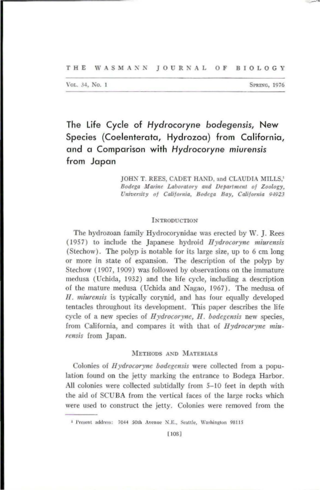 The Life Cycle of Hydrocoryne Bodegensis, New Species (Coelenterata, Hydrozoa) from California, and a Comparison with Hydrocoryne Miurensis from Japan