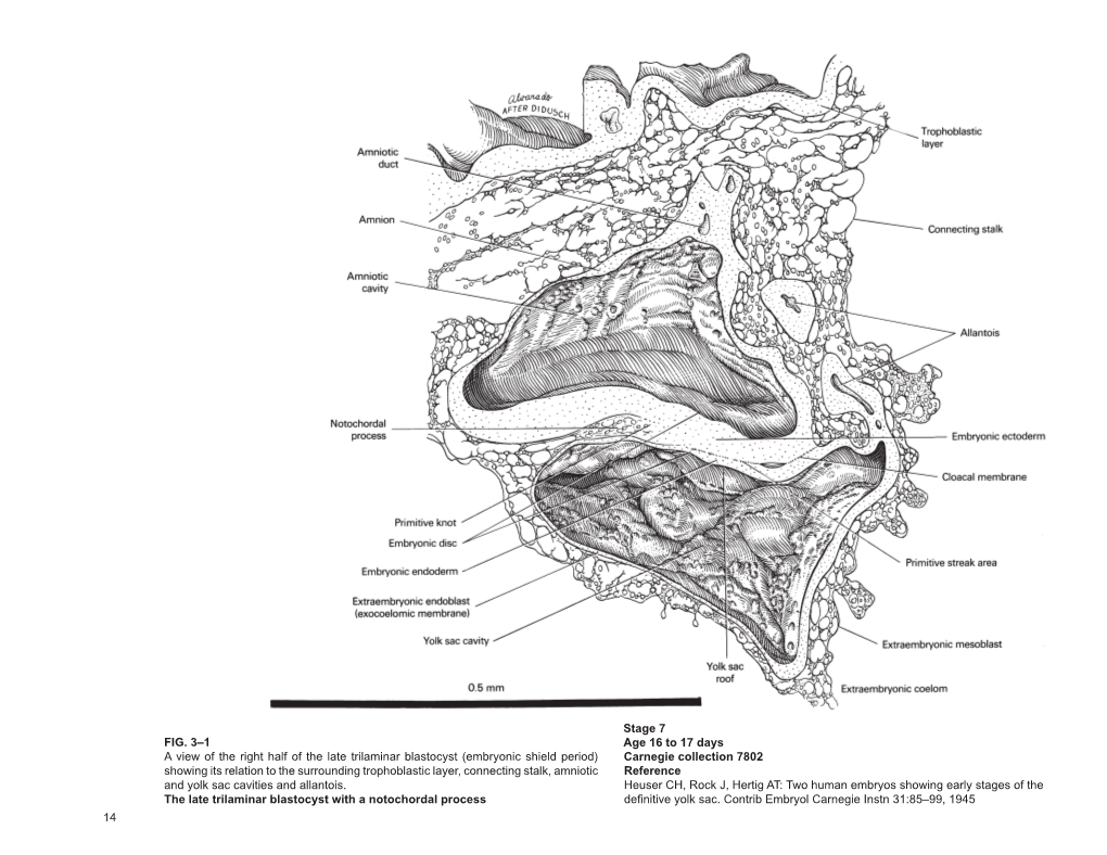 Embryonic Shield Period