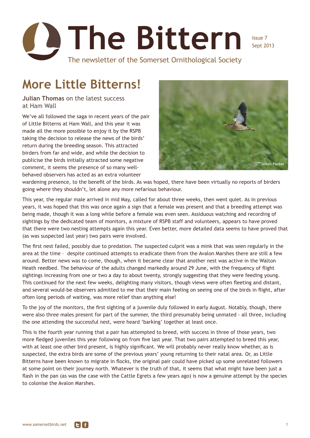 The Bittern Sept 2013 the Newsletter of the Somerset Ornithological Society